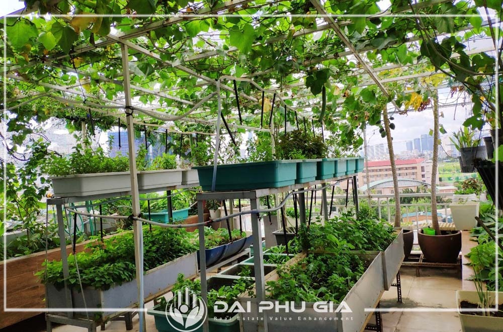 Che Nắng Cho Vườn Trên Sân Thường Bằng Cây Leo Thành Giàn