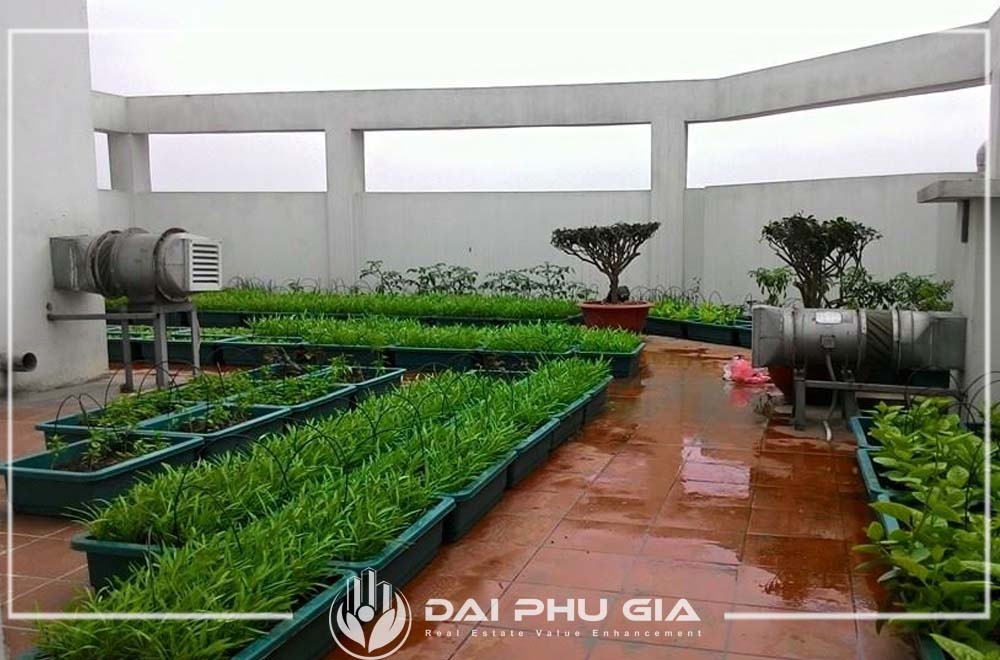 Xử Lý Thoát Nước Cho Vườn Trên Sân Thượng Khi Trồng Cây Che Nắng