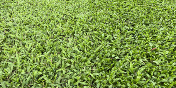 Cỏ Lá Gừng 1