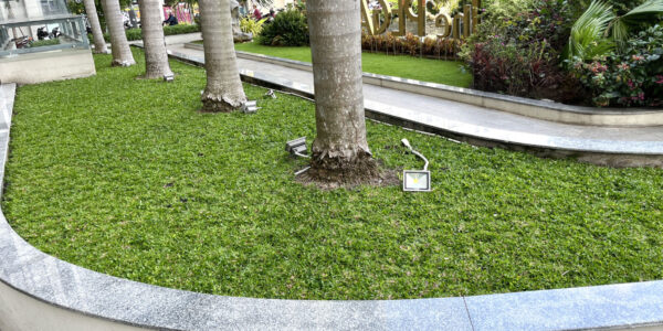 Cỏ Lá Gừng 2