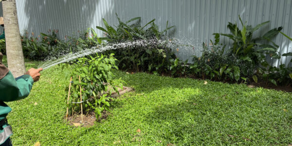 Cỏ Lá Gừng 4