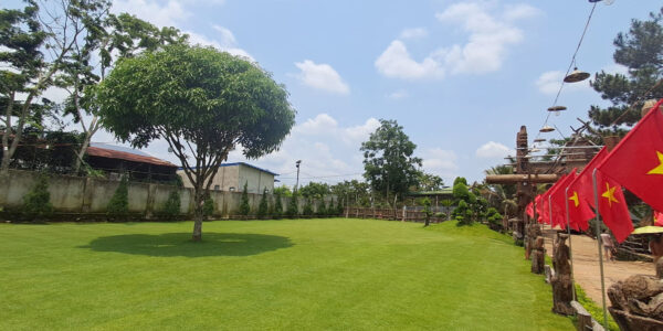 Cỏ Paspalum 1