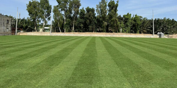 Cỏ Paspalum 11