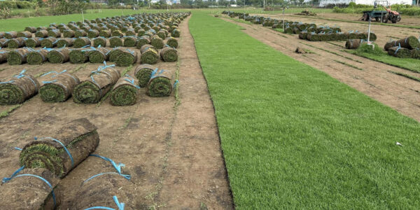 Cỏ Paspalum 12