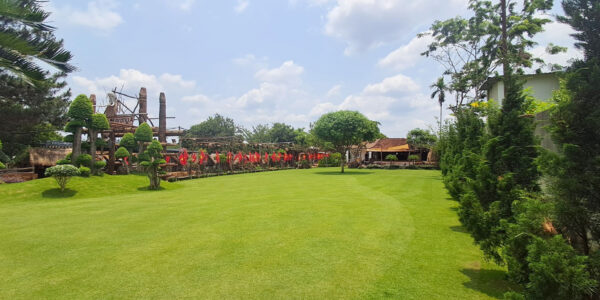 Cỏ Paspalum 2