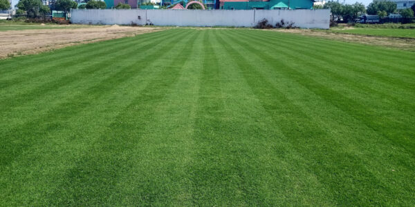 Cỏ Paspalum 3