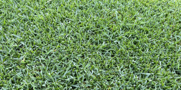 Cỏ Paspalum 4
