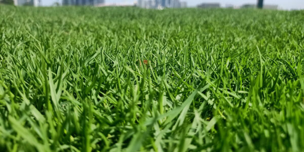 Cỏ Paspalum 5