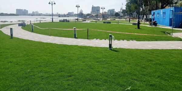 Cỏ Paspalum 6