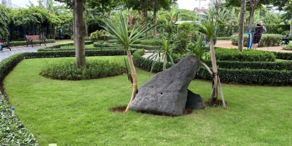 Cỏ Zoysia 1