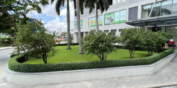 Cỏ Zoysia 3