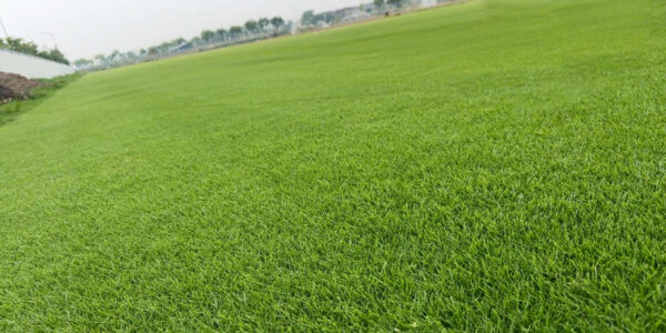 Cỏ Zoysia 4