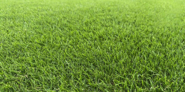 Cỏ Zoysia 5