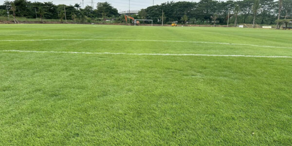 Cỏ Zoysia 6