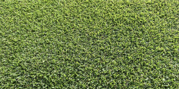 Cỏ Zoysia 7