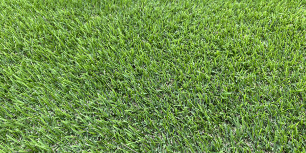 Cỏ Zoysia 8