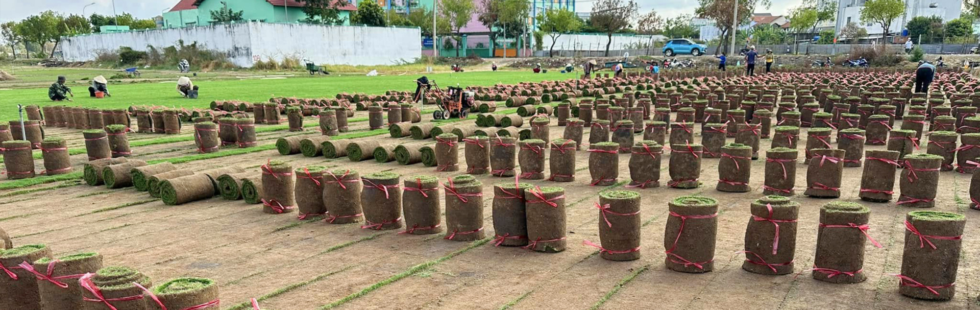 Cung Cấp Cỏ Sân Vườn 2