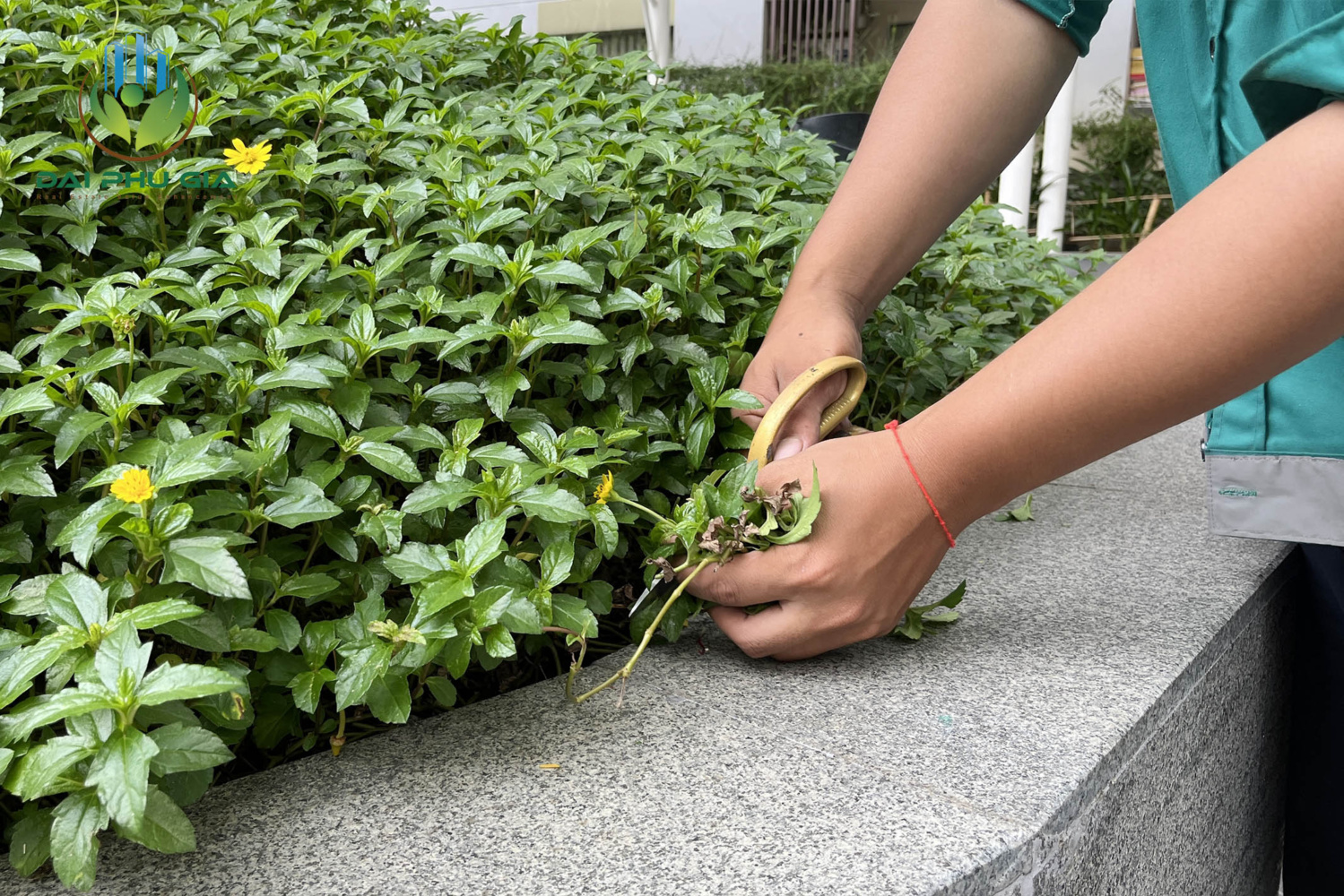 Bảo Dưỡng Cảnh Quan Sân Vườn 9 Bảo Dưỡng Cảnh Quan Sân Vườn 9