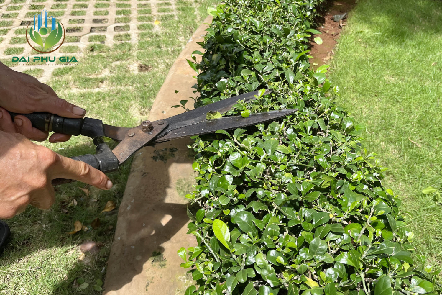 Bảo Dưỡng Cảnh Quan Sân Vườn Cắt Tỉa Cây Xanh 1 Bảo Dưỡng Cảnh Quan Sân Vườn Cắt Tỉa Cây Xanh 1