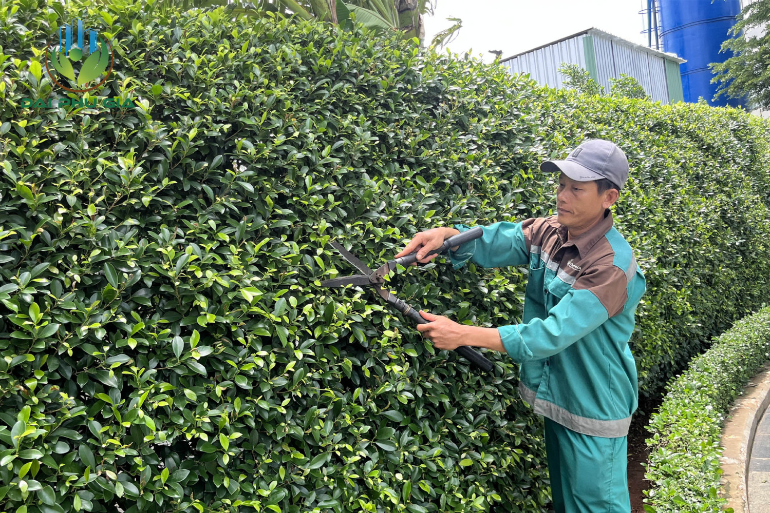 Bảo Dưỡng Cảnh Quan Sân Vườn Cắt Tỉa Cây Xanh