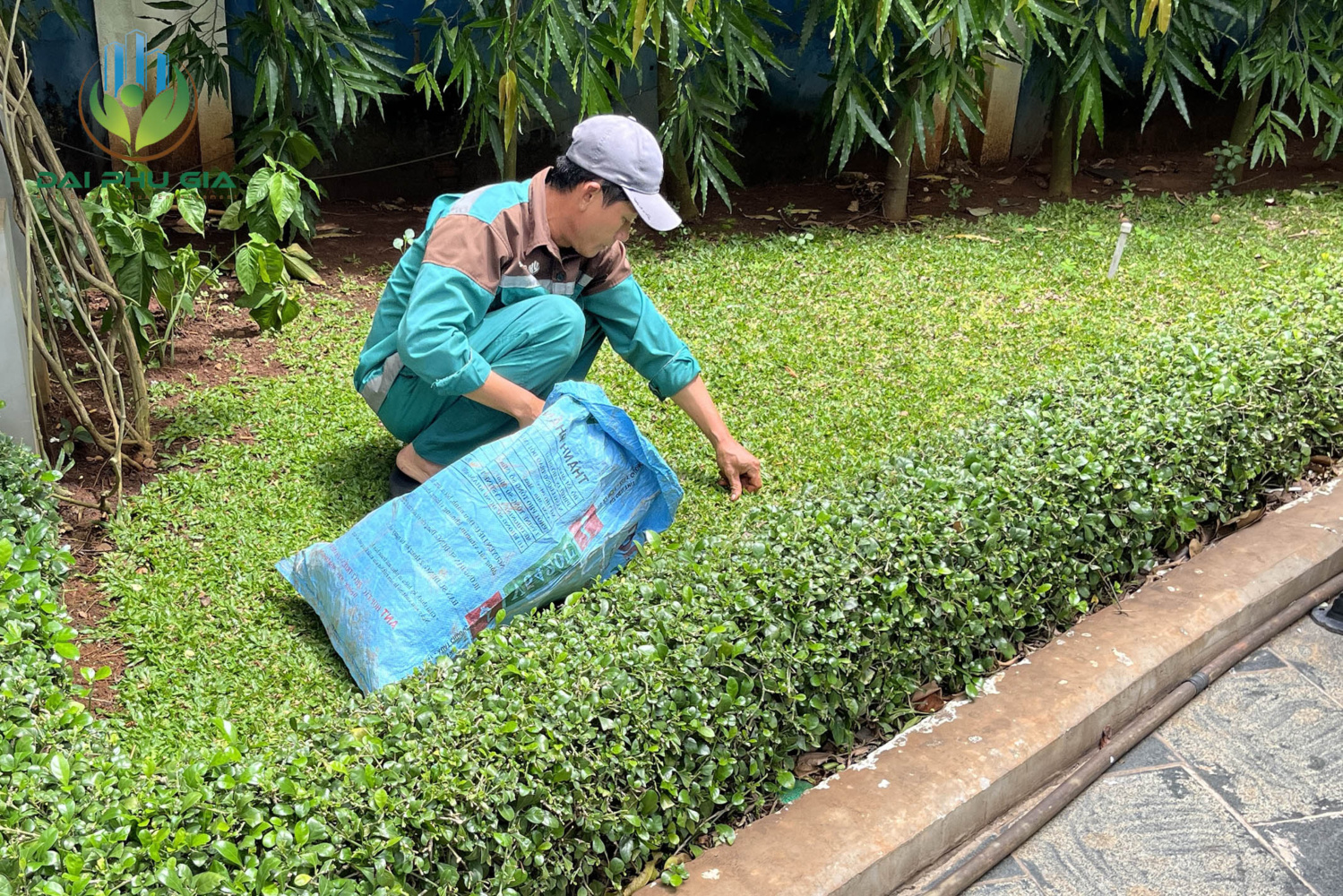 Bảo Dưỡng Cảnh Quan Sân Vườn Nhổ Cỏ Dại Bảo Dưỡng Cảnh Quan Sân Vườn Nhổ Cỏ Dại